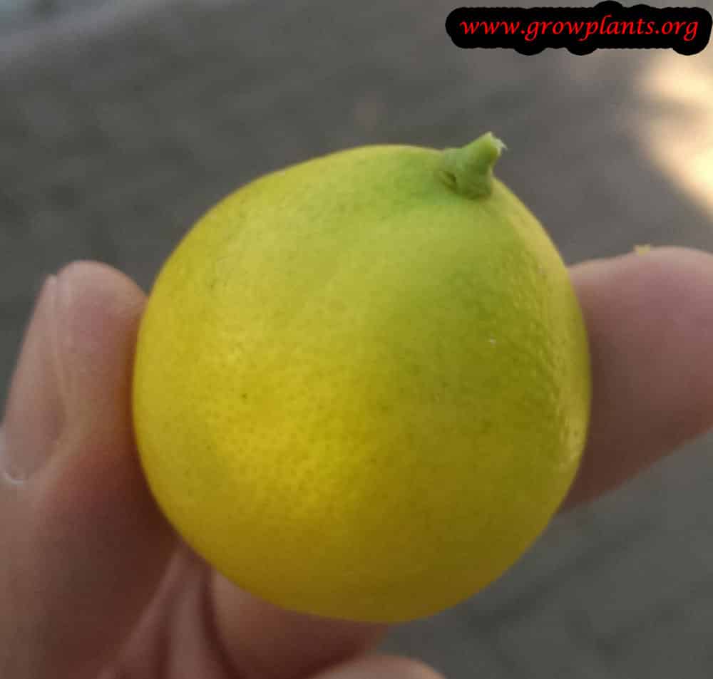 Growing Limequat tree