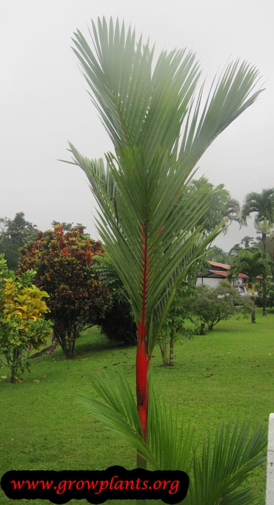 Lipstick palm
