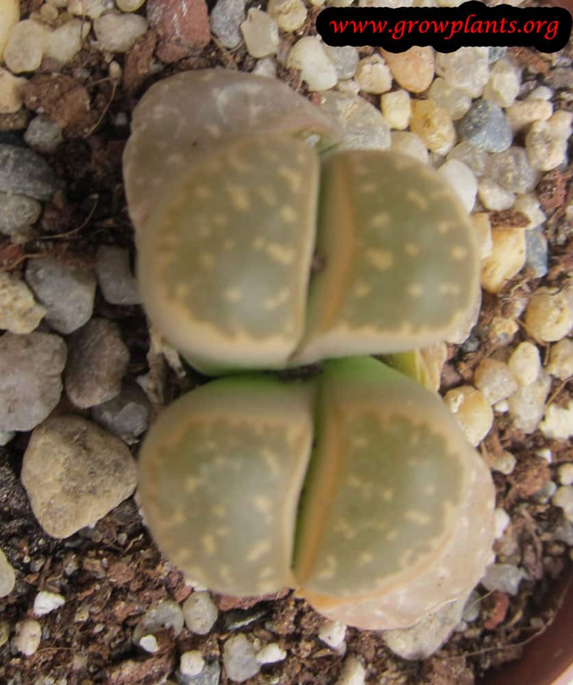 Growing Lithops plant