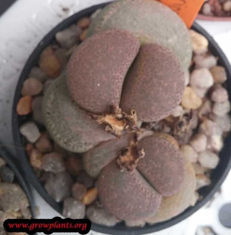 Lithops terricolor - How to grow & care