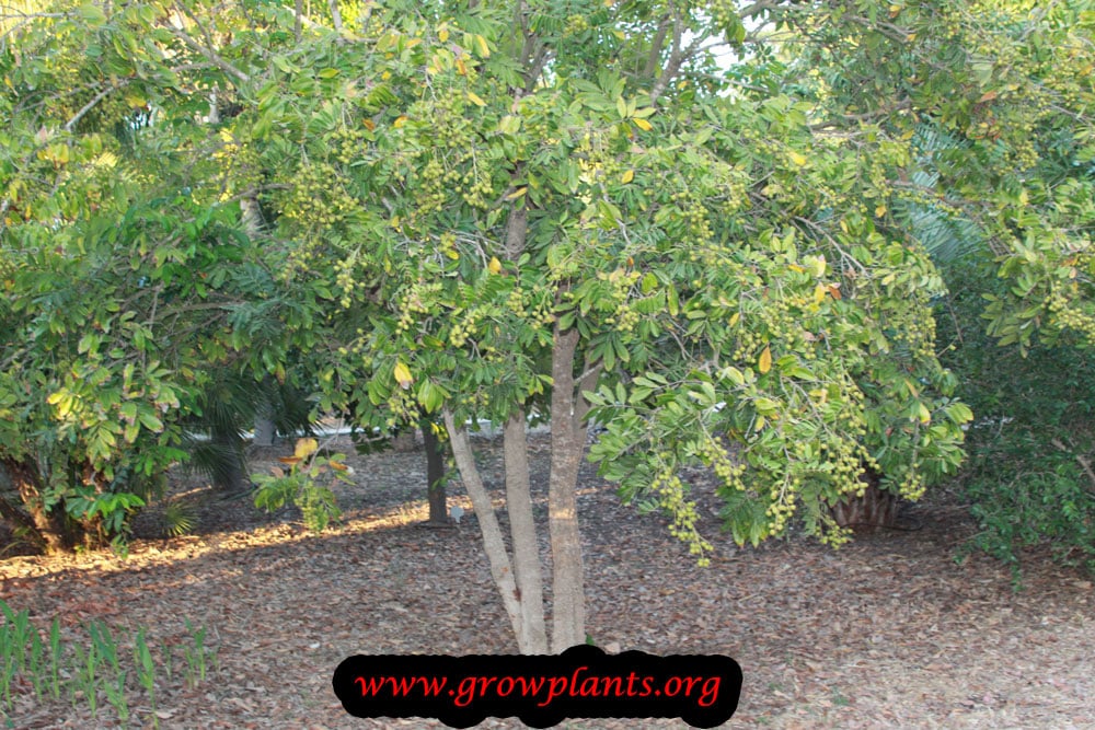 Growing Longan tree