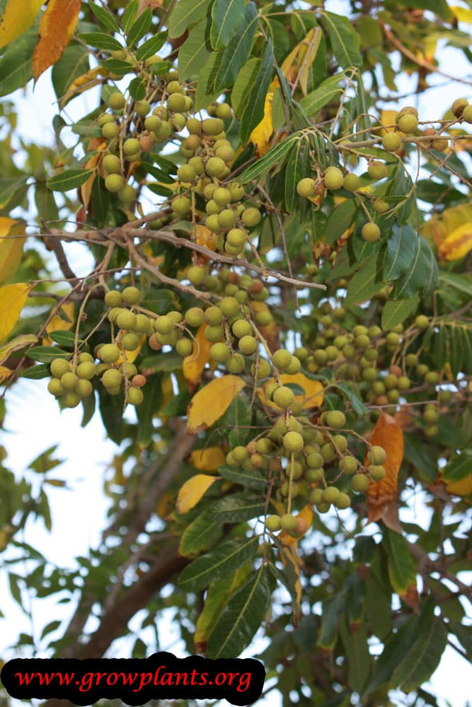 Longan tree fruits