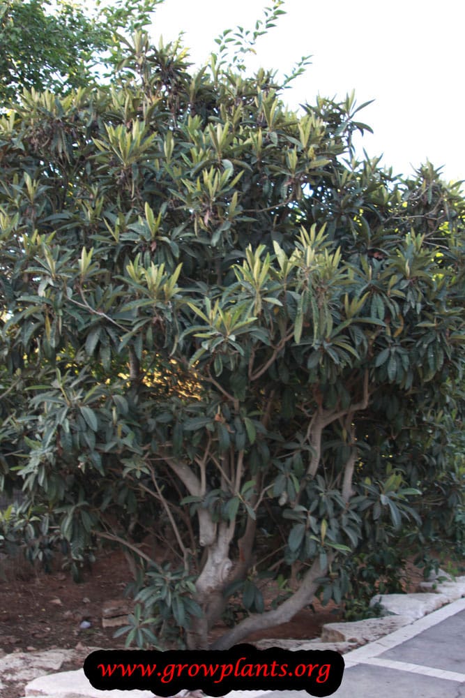 Loquat tree