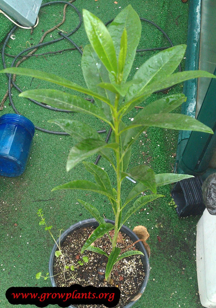 Lucuma tree from seeds