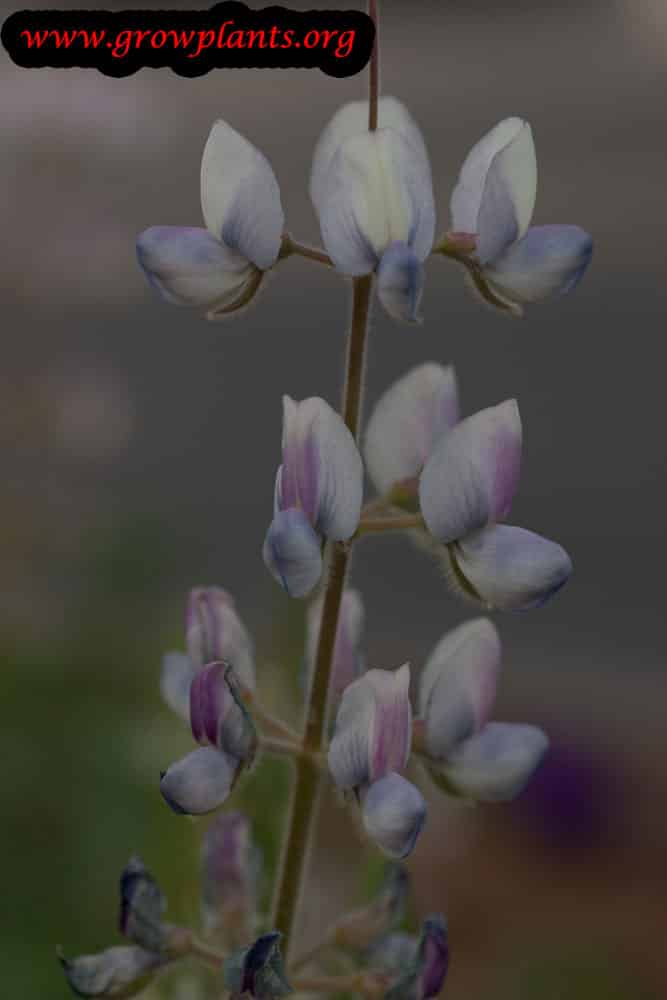 Lupinus albus flower
