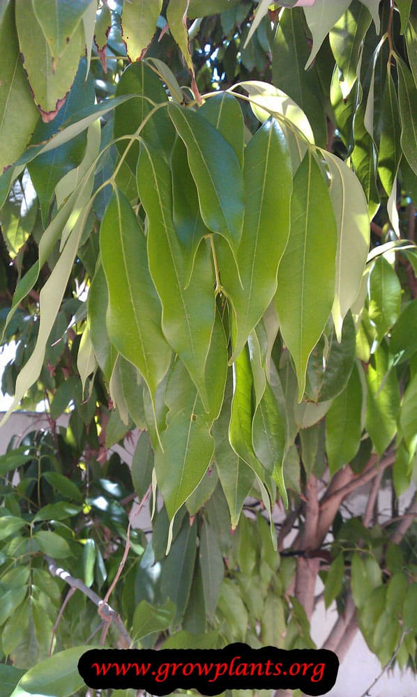 Lychee tree leaves