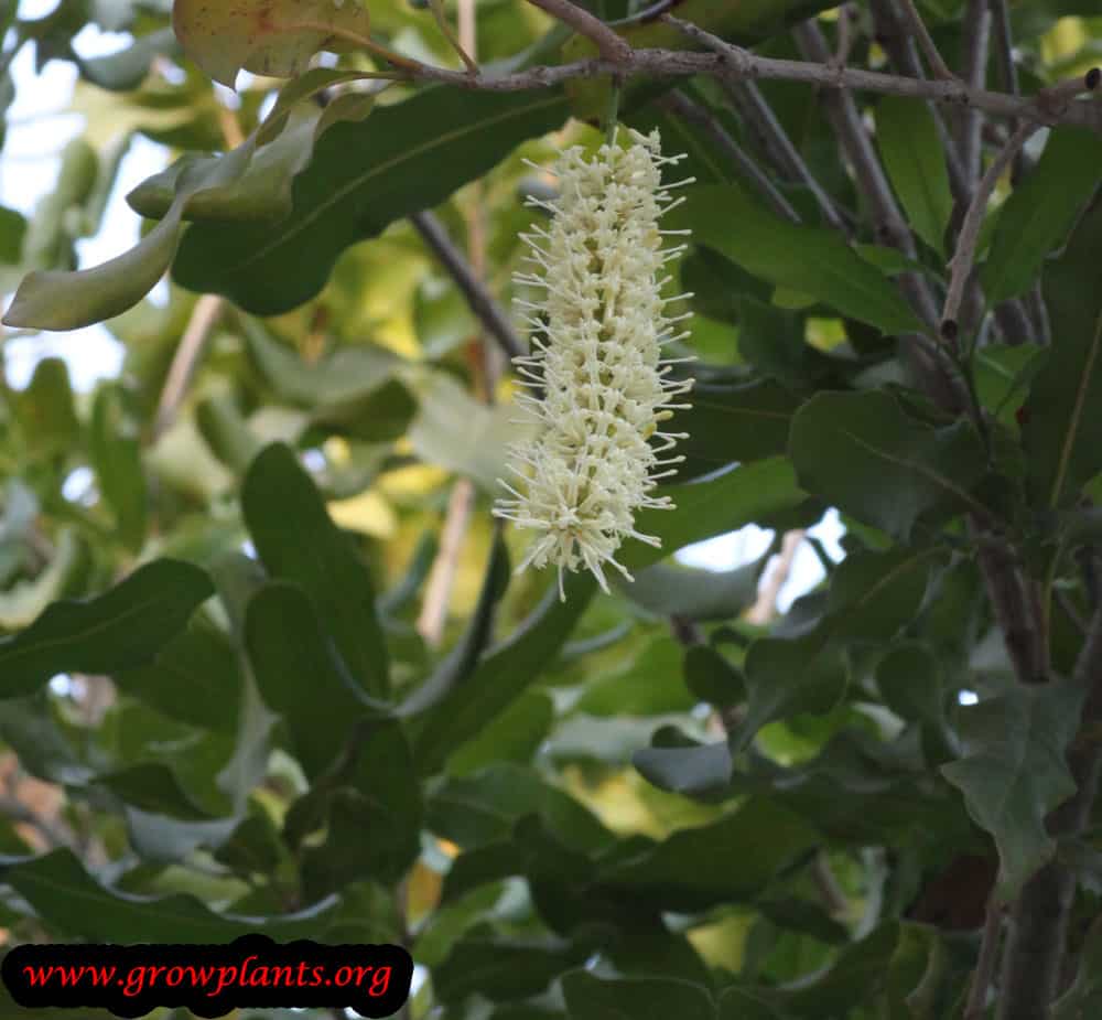Macadamia Nut flowers