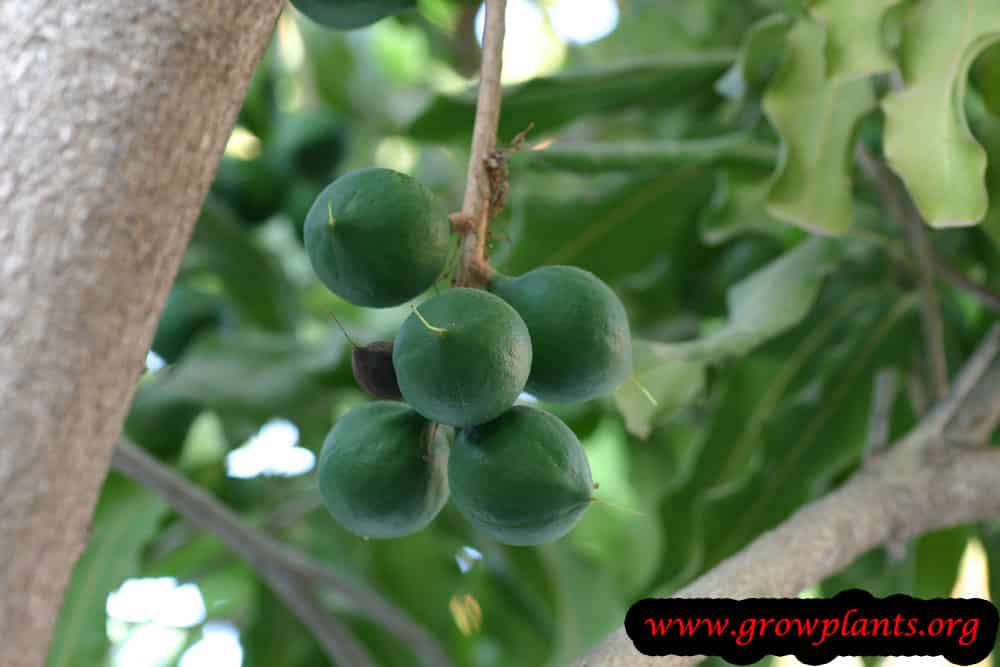 Macadamia Nut plant care