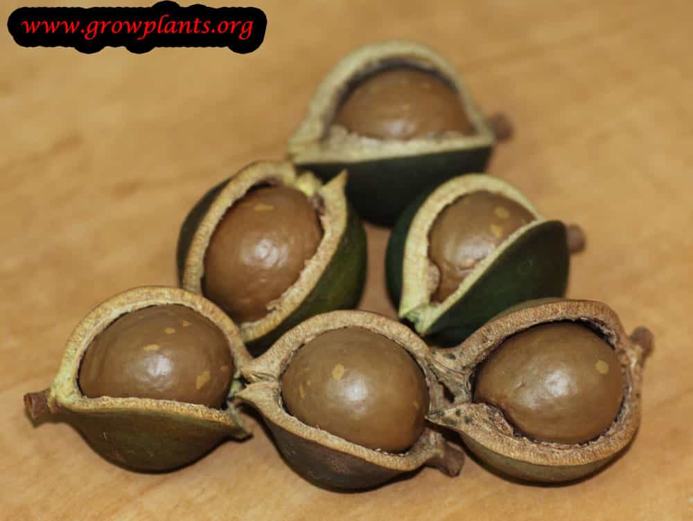 Harvesting Macadamia Nut