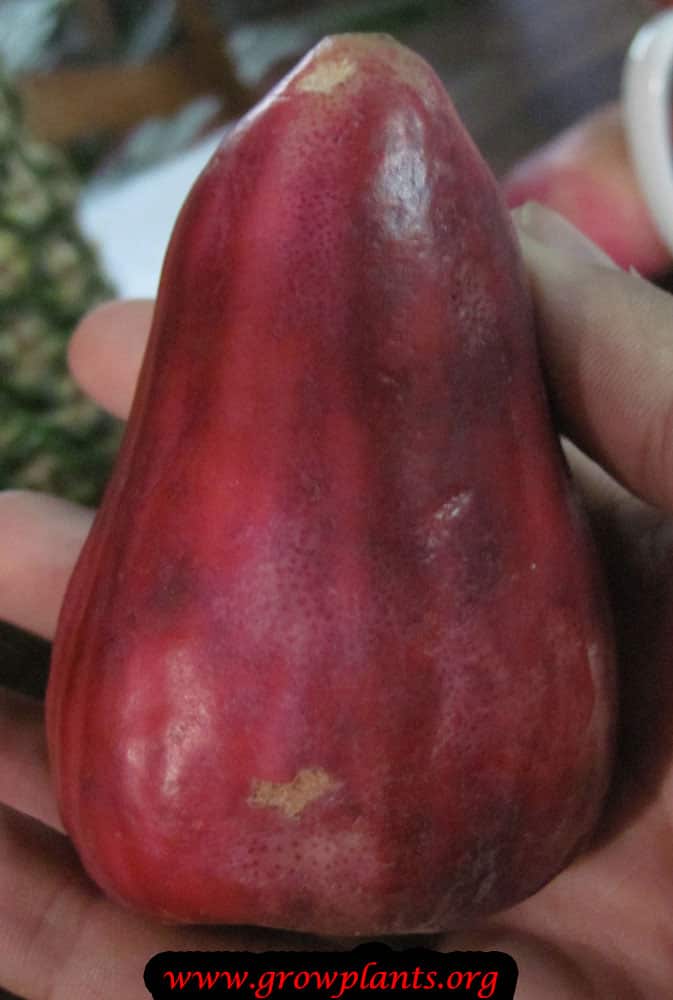 Malay apple