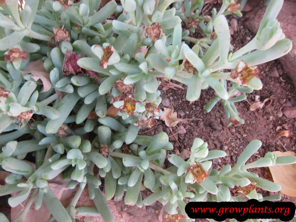 Growing Malephora crocea