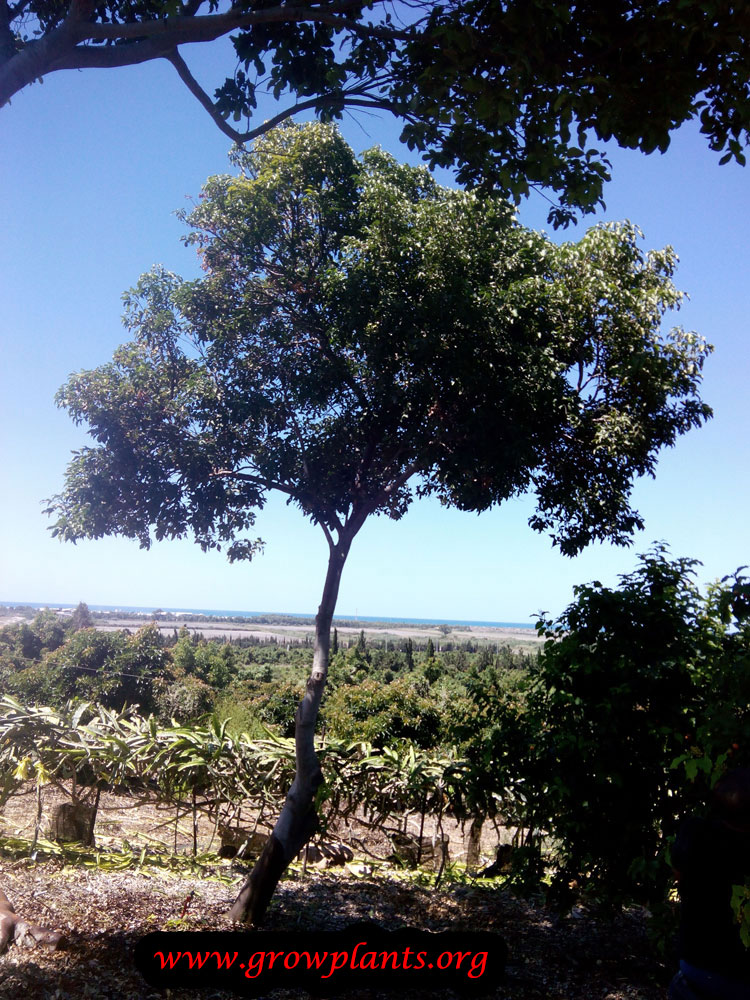 Mamoncillo tree