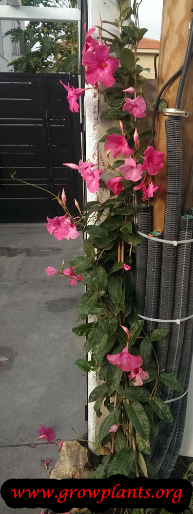 Mandevilla plant grow and care