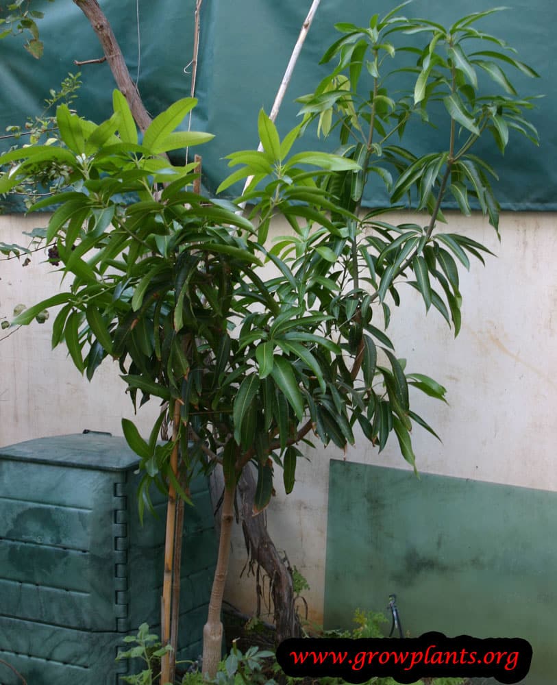 Mango tree grow and care