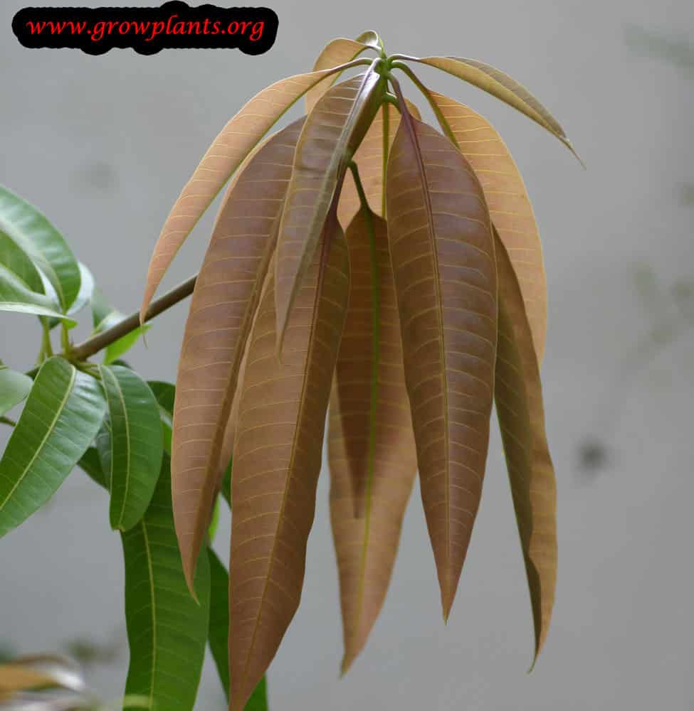 Mango tree leaves