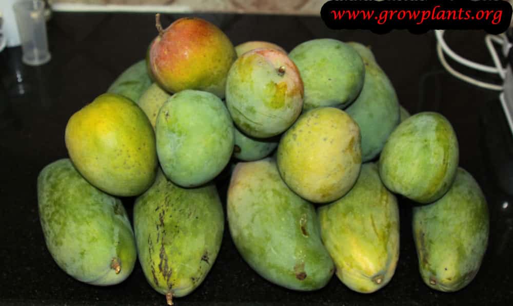 Harvest Mango fruits
