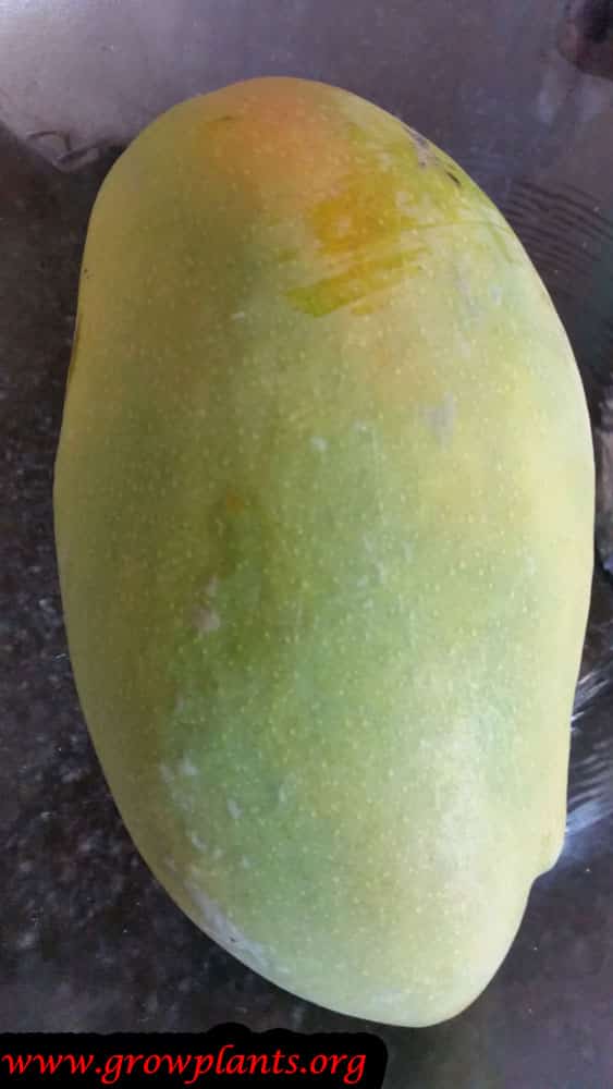 Harvest Mango fruit and care