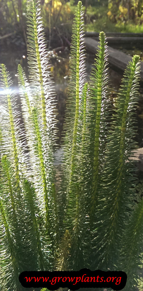 Growing Mare's tail