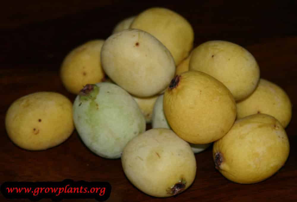 Harvest Marula fruits