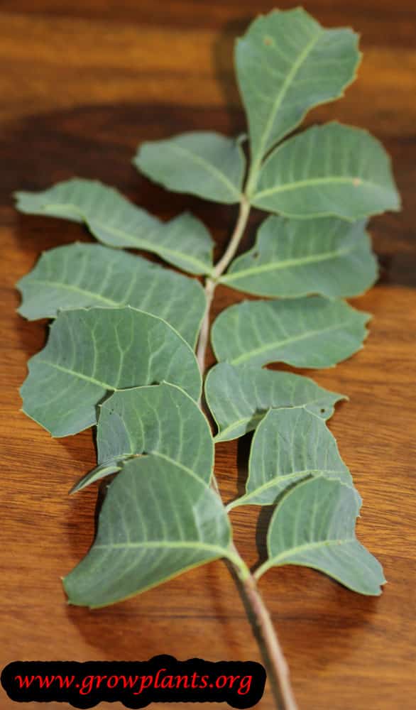 Marula leaves