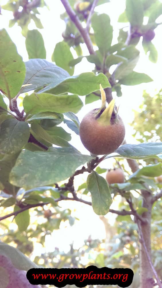Medlar fruit tree