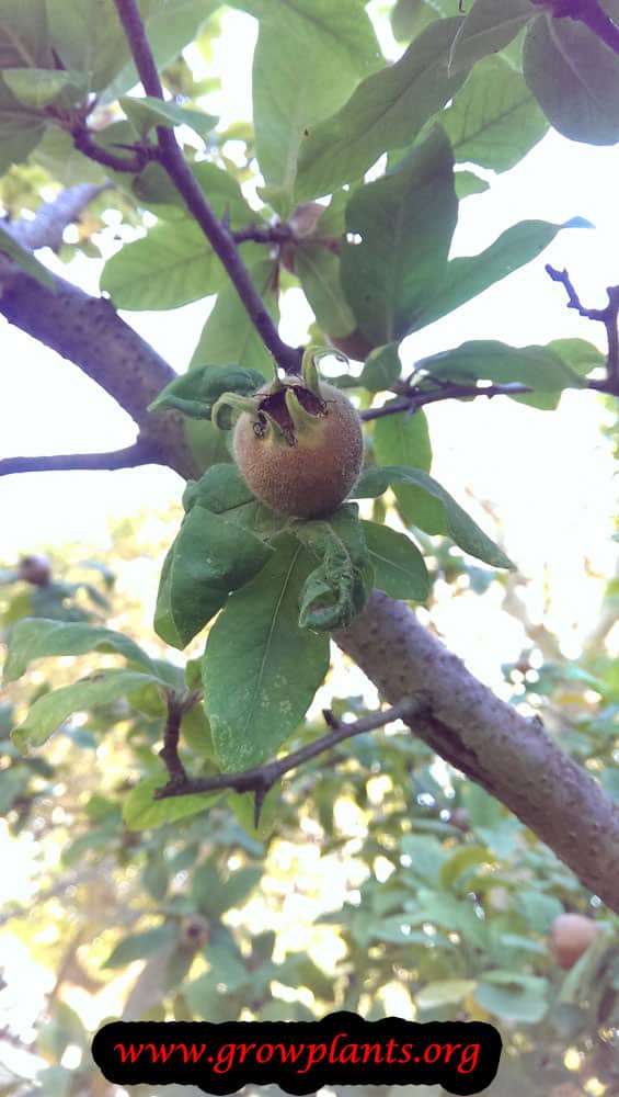 Growing Medlar fruit