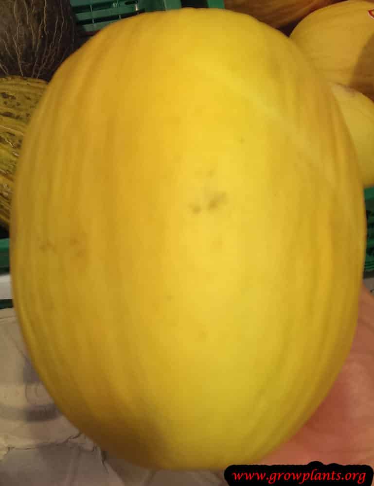 Melon plant