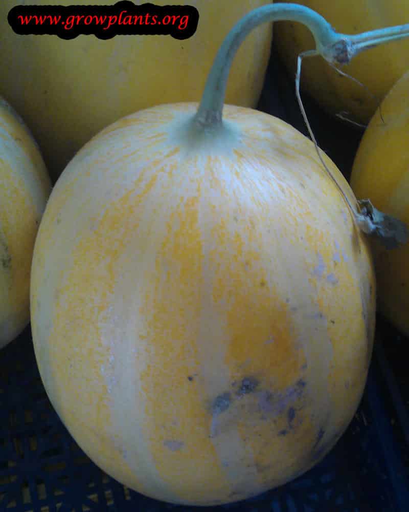 Harvest Melon fruits