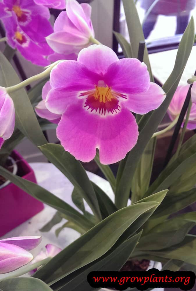 Growing Miltoniopsis orchid