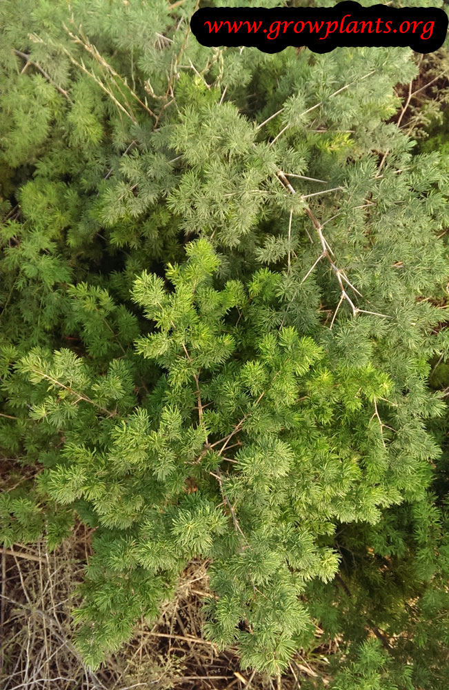 Growing Ming fern