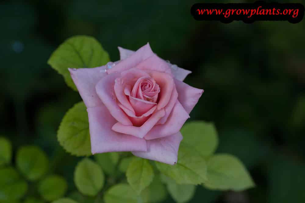 Miniature Roses beauty flower