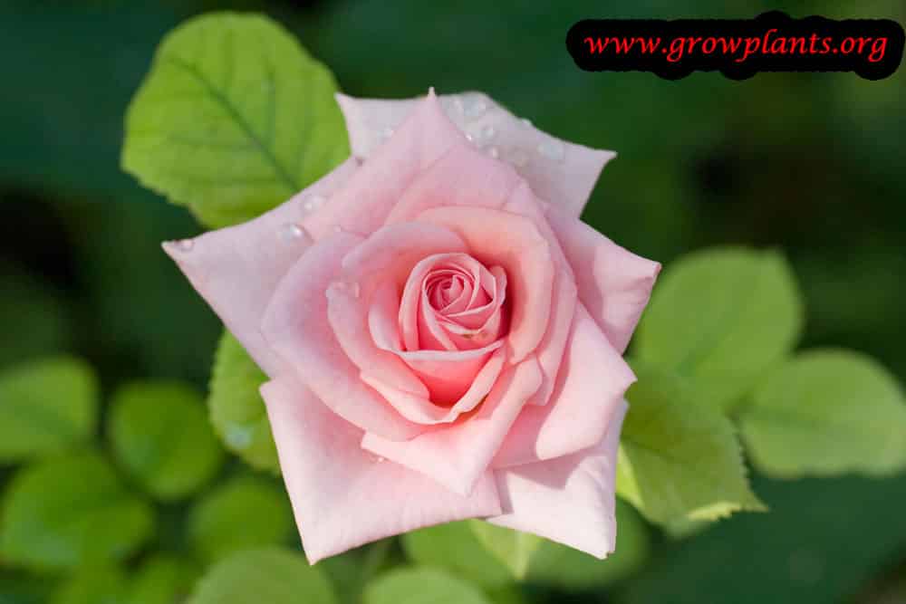 Growing Pink miniature Rose
