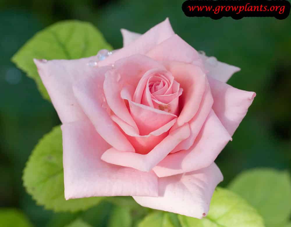 Miniature rose - grow & care