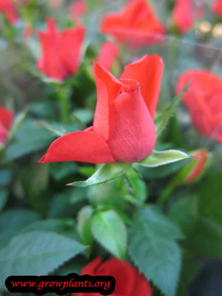 Red Miniature rose