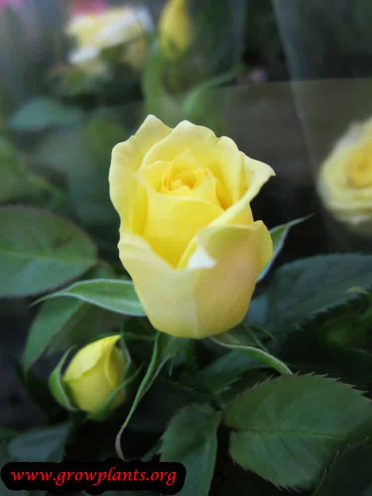 Yellow Miniature rose