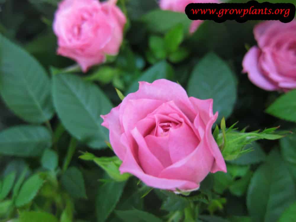 Pink Miniature rose