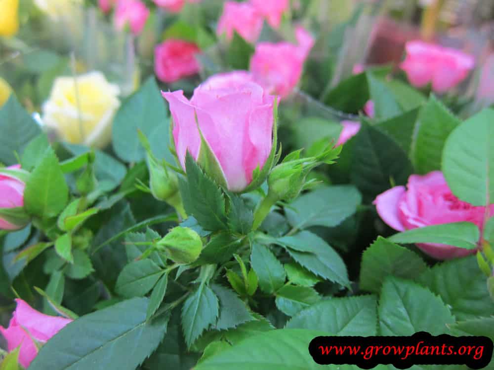 Pink Miniature Roses