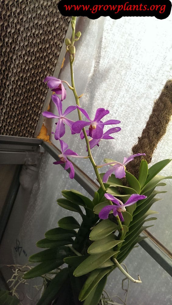 Growing Mokara orchid