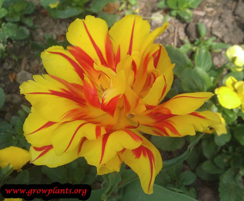 Monsella tulip plant care