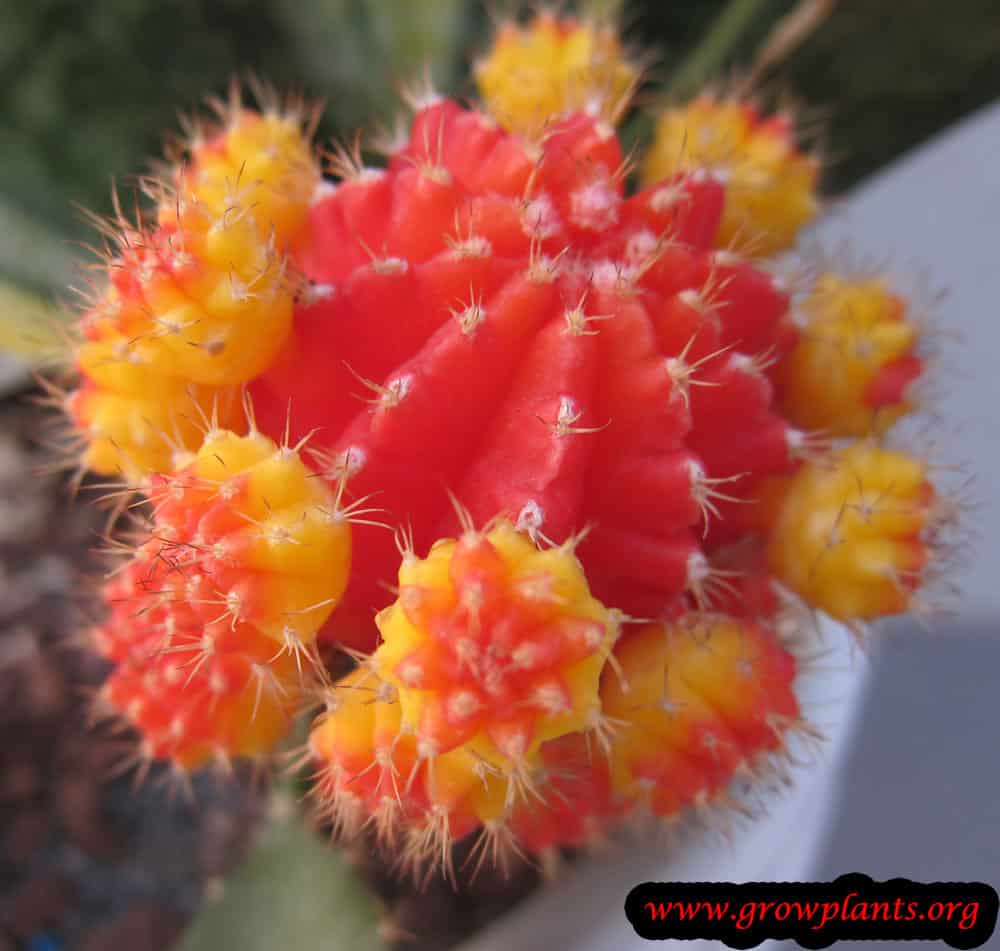 Orange Moon cactus
