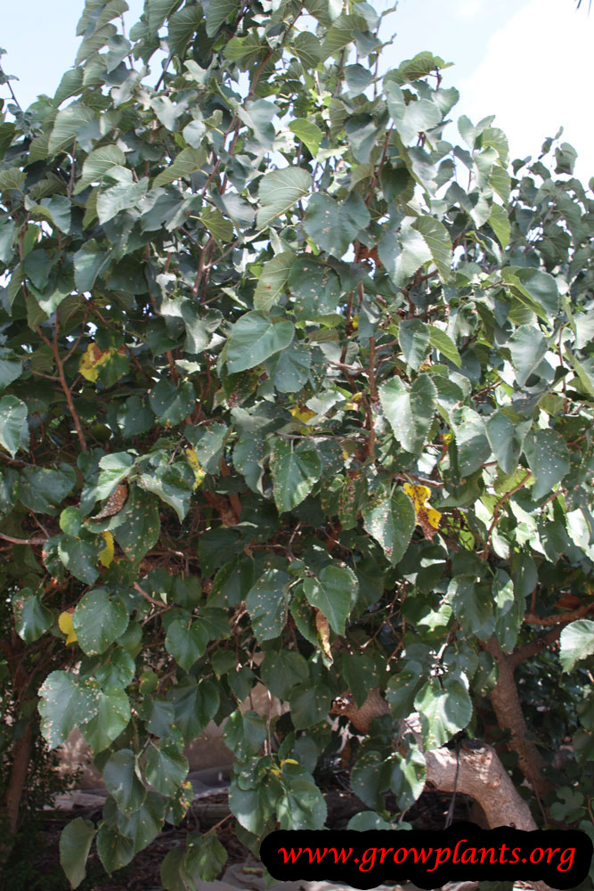 Mulberry tree