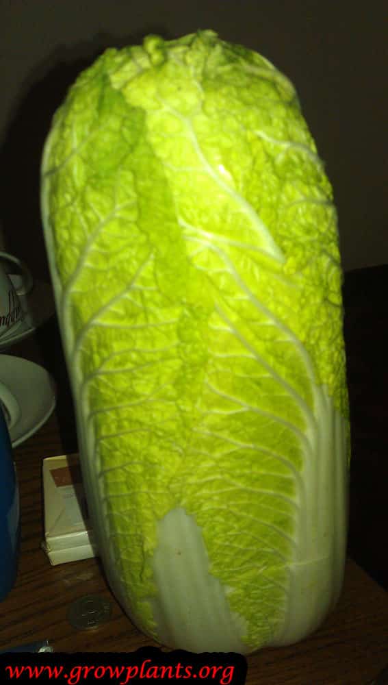 Harvest Napa cabbage