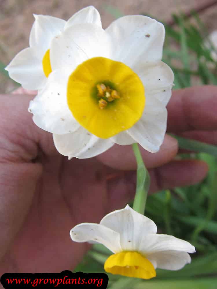 Narcissus tazetta plant care