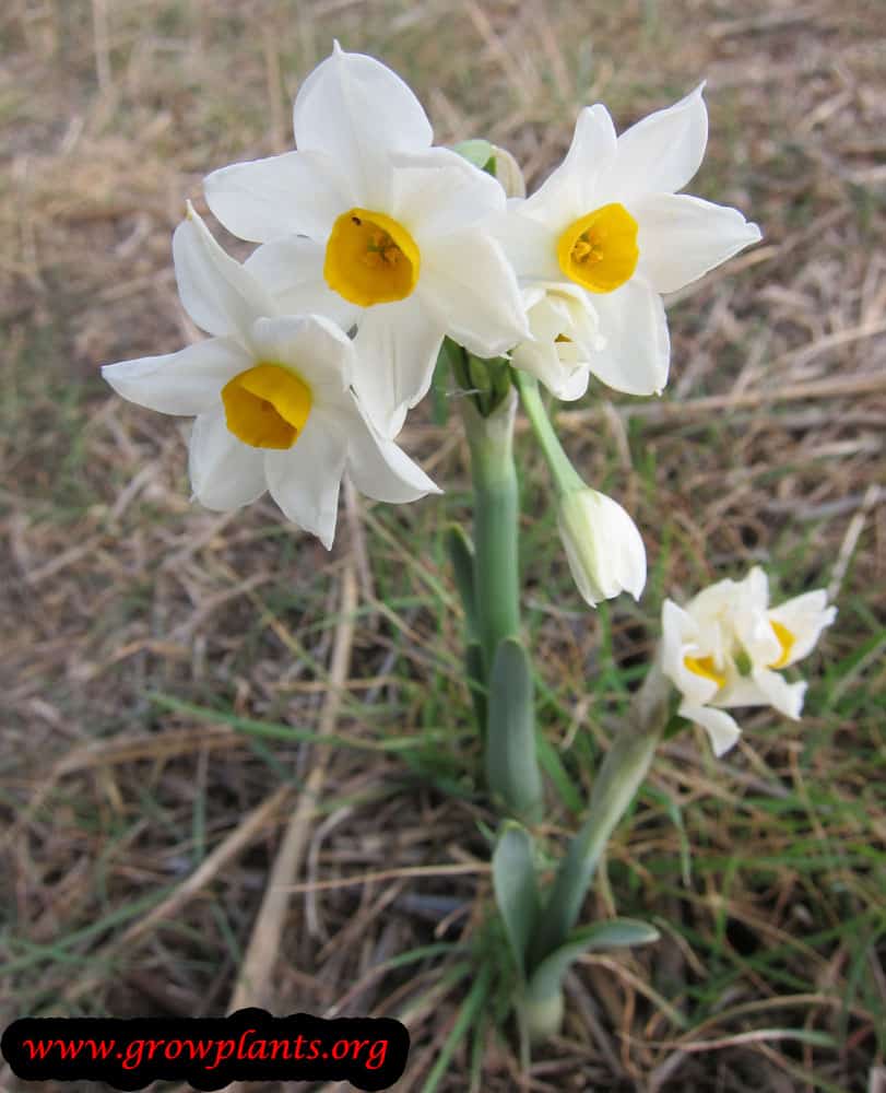 Growing Narcissus tazetta