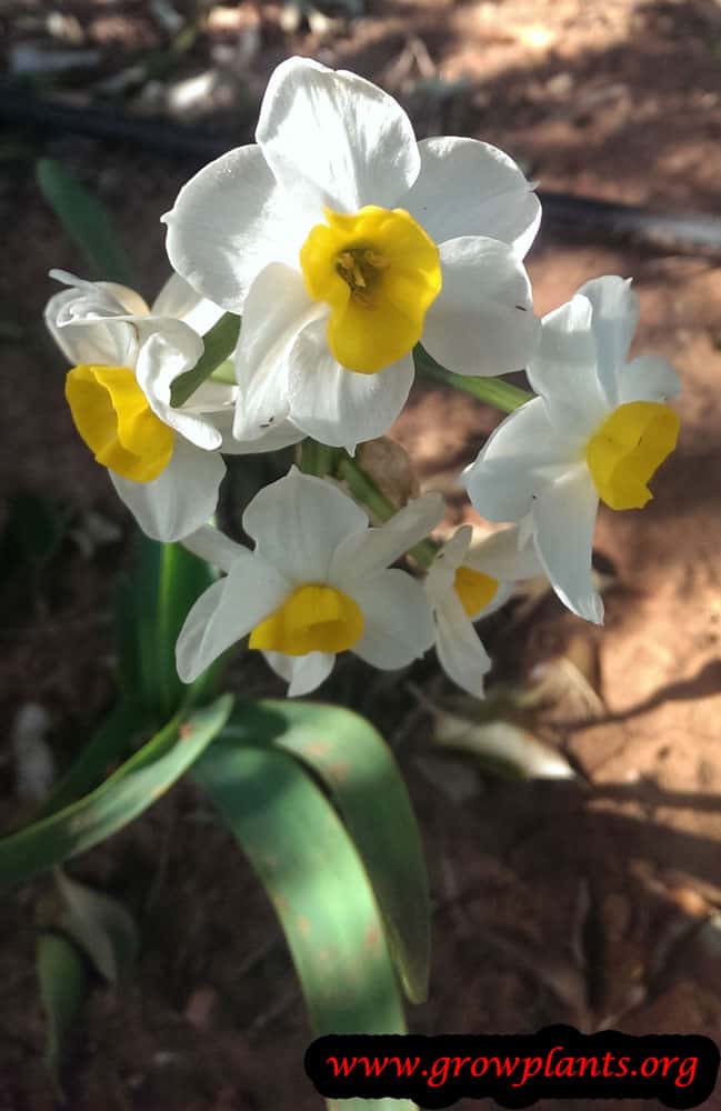 Narcissus tazetta flowers