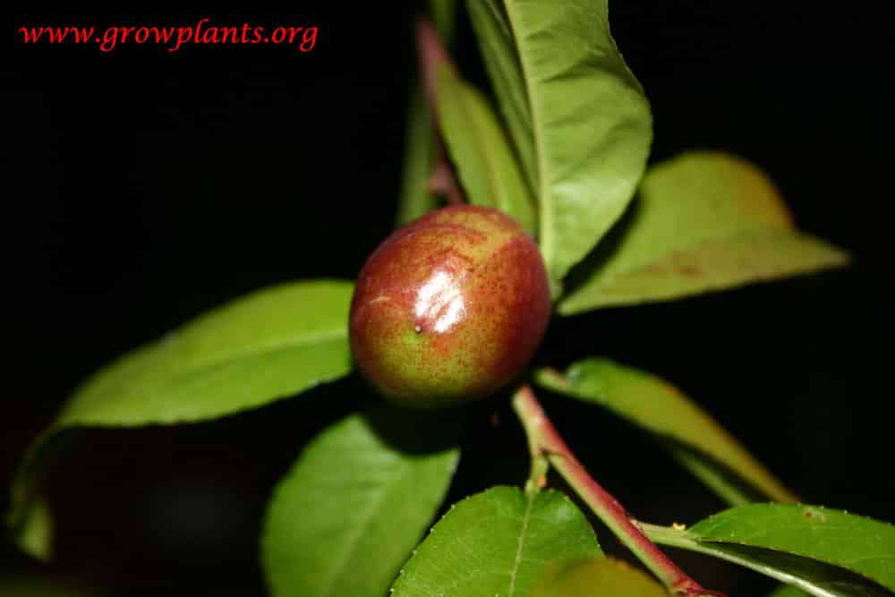 Harvesting Nectarine tree fruits