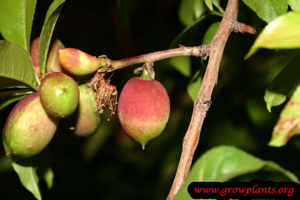 Nectarine tree fruits