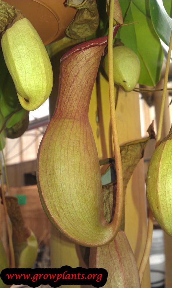 Nepenthes plant care