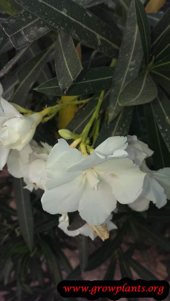 Growing Nerium oleander
