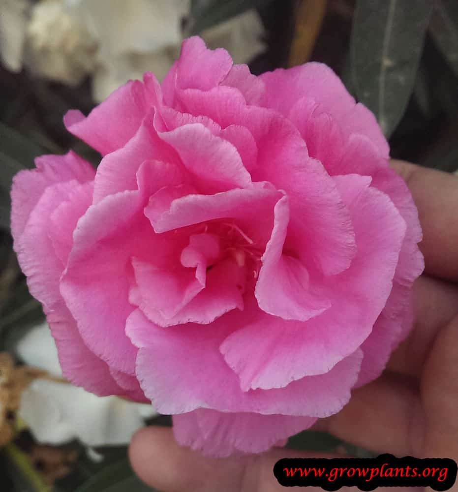 Nerium oleander like rose flower